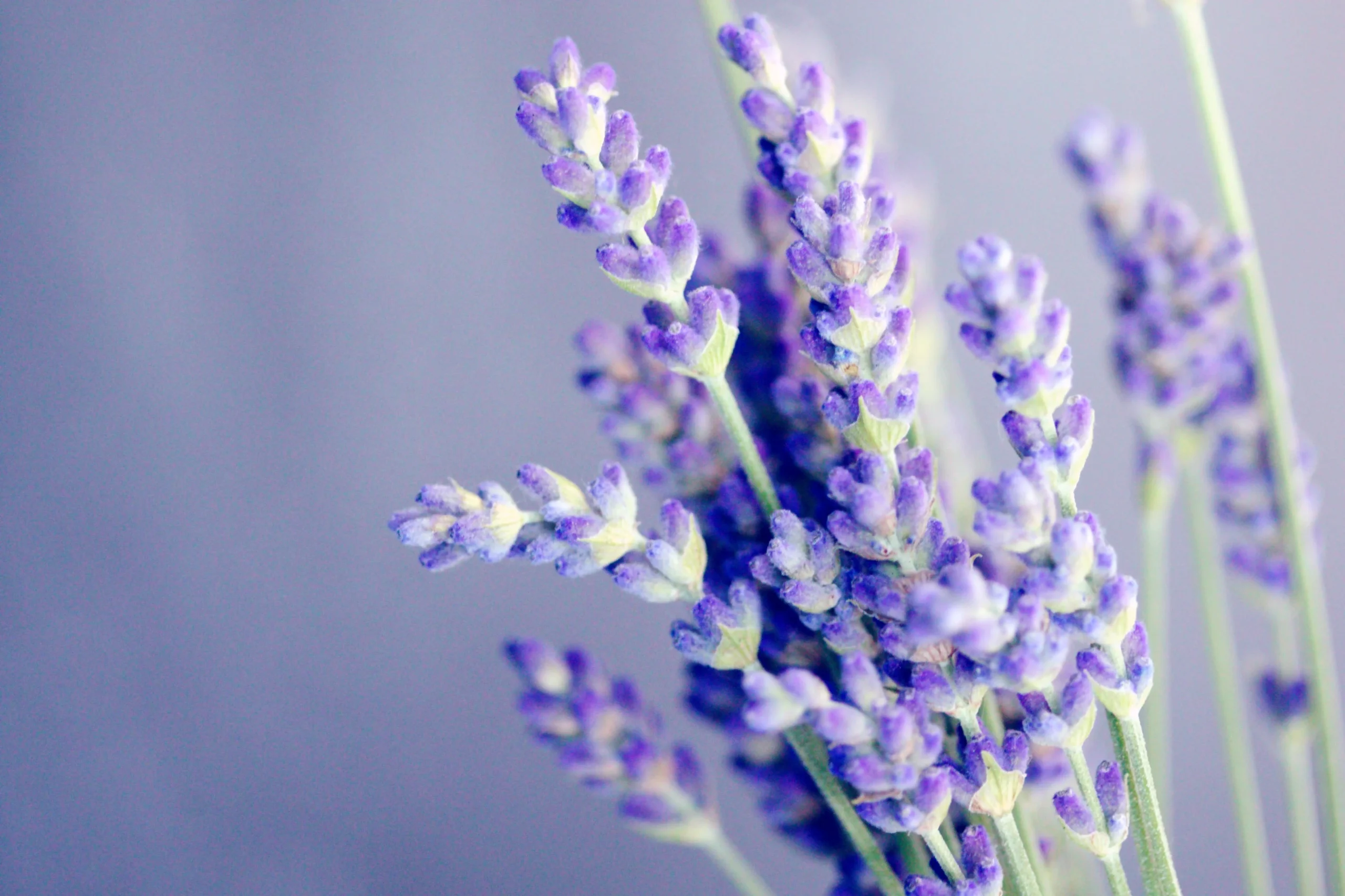 sharon mccutcheon SavQfLRm4Do unsplash 23 scaled