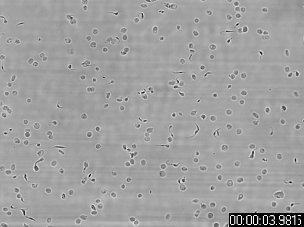 40x platelets on subunit with stamp 1
