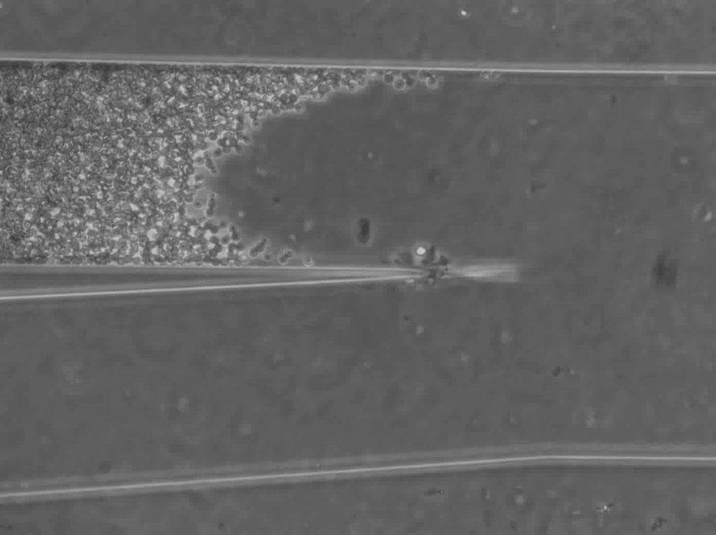 BioFlux System Example of What You Can Do with a 24 Well Plate Using Whole Blood 1