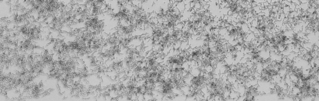 Candida albicans with a knockout of eSG1 1