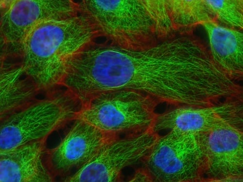 Immunology