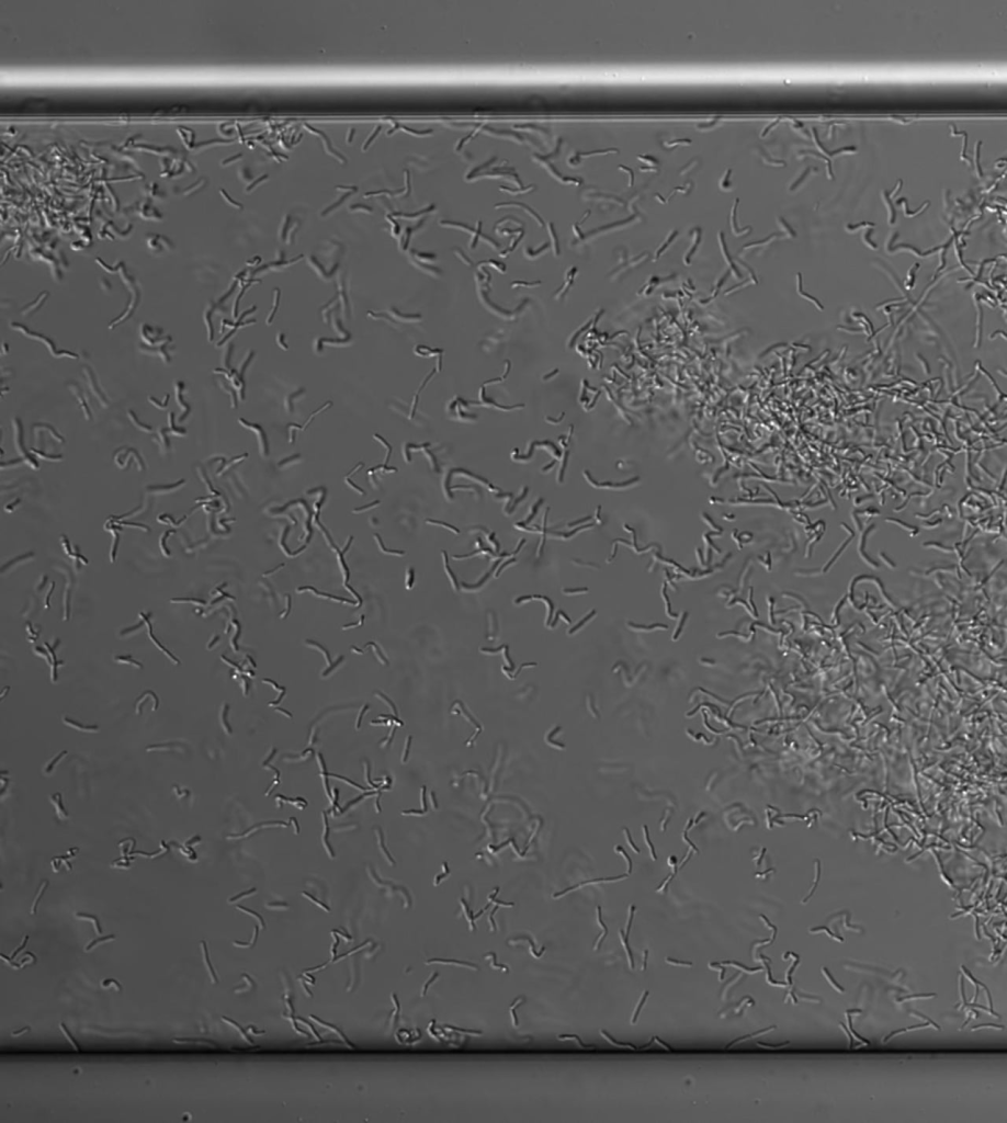 Planktonic Bacteria Swimming Around a BioFilm 1