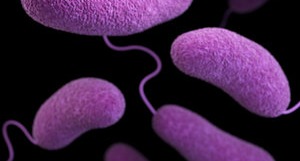 bacterial