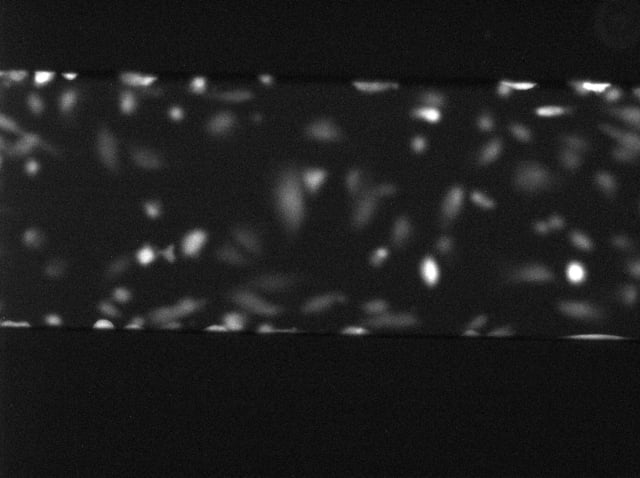 osteobast ramp 0 9 dyn ca imagin