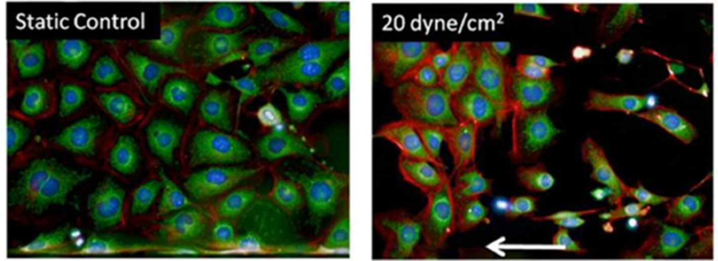 endothelial cells with and without flow no figure labels