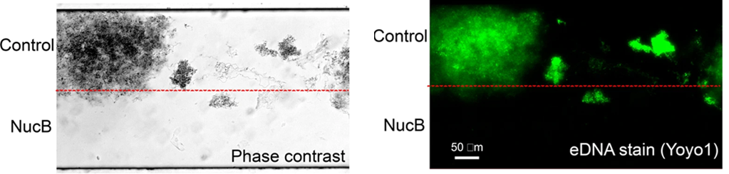 Interspecies competition in oral biofilms mediated by Streptococcus gordonii