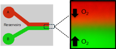 Dual gas bioflux