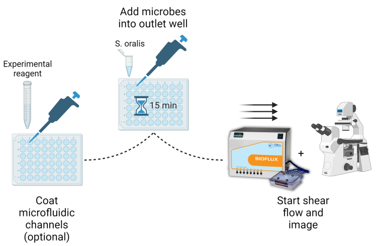 Basic microbiology adhesion workflow