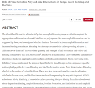 Role of Force Sensitive Amyloid Like Interactions in Fungal Catch Bonding and Biofilms 1