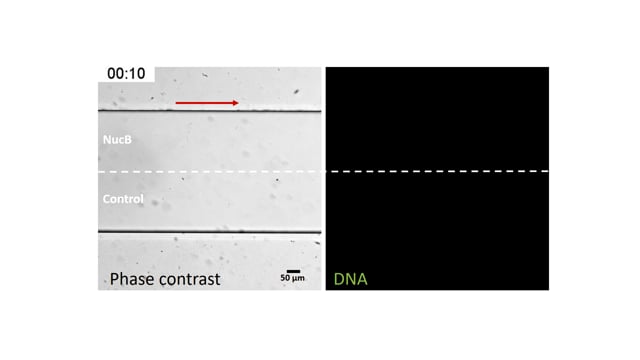nucb biofilm inhibition
