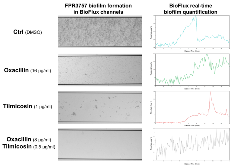 real time antimicrobial screening