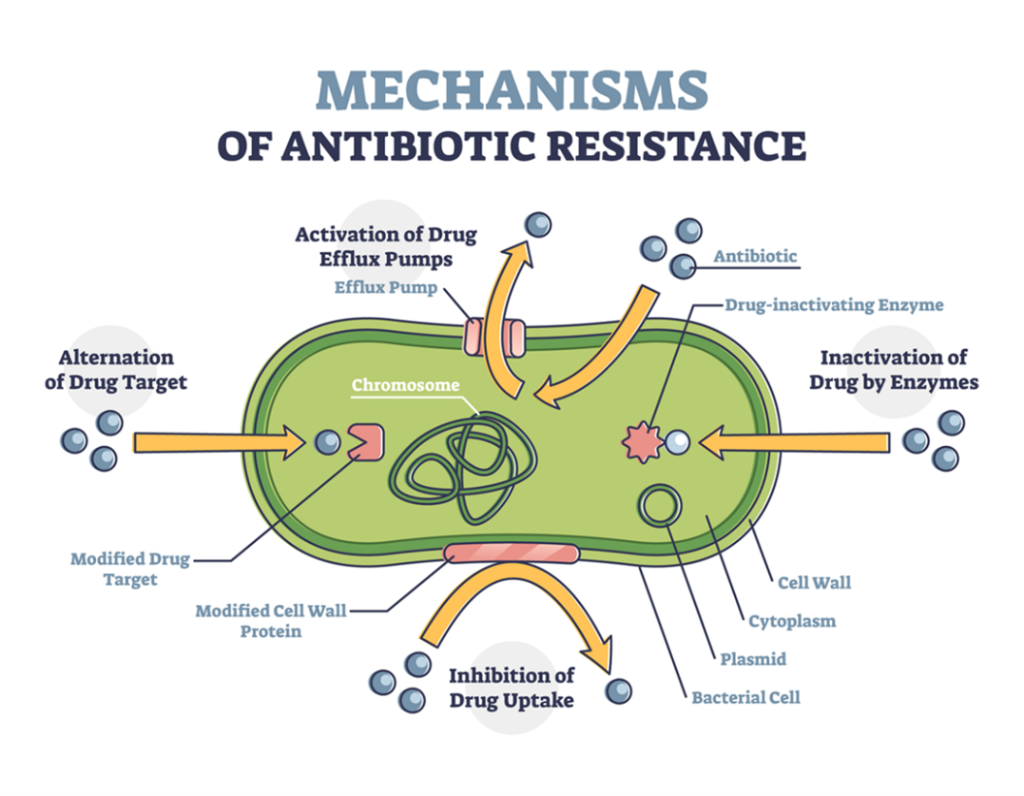 Mechanisms of antibiotic resistance
