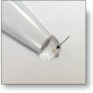 CellRaft in Pcr tube