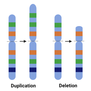 Copy number variation white background