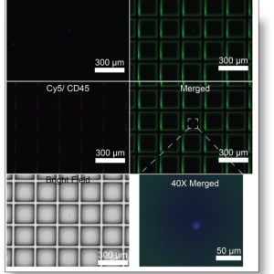 Stained melanoma CTCs CellRaft
