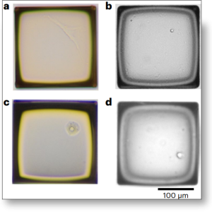 fibroblast lymphocyte hepatocyte CellRaft