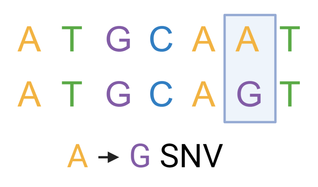 single nucleotide variation white background