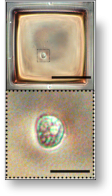 single nucleus enlarged nucleolus CellRaft