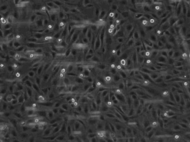 barthel el al 2013 cell breachin