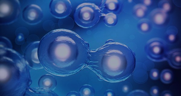 app cell line