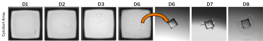 iPSCs on and off array